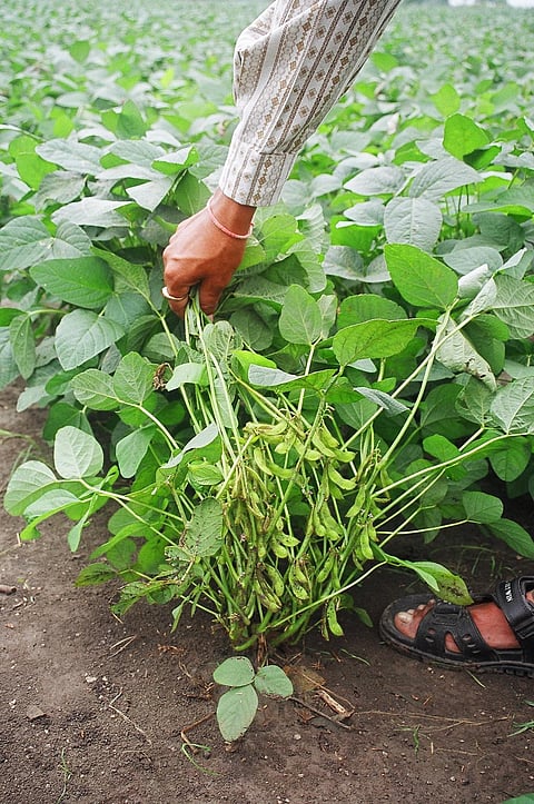 पैदा हो सकता है सोयाबीन बीज का संकट, मंडी-बाजार दोनों से उदास हैं किसान