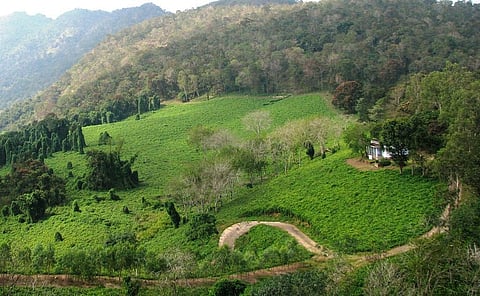 The well-grown trees covered by the climber are seen in this panoramic photo Credit: V Sundararaju