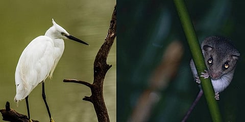While the Little Egret has colonised Britain, the mosaic-tailed rat is extinct owing to human-induced climate change. Credit: Navaneeth KN/Flickr and Wikimedia Commons