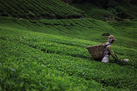 Rising temperatures have led to a decline in overall production of Darjeeling tea in terms of green leaf production per hectare. Credit:Publicdomainpictures.net