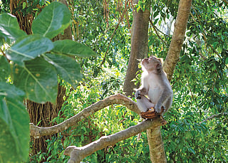 Why zoonotic diseases are fast spreading to humans