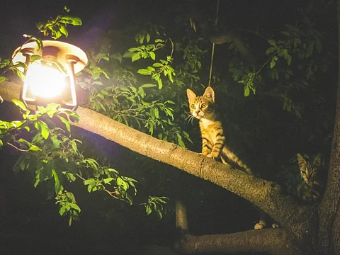 Wild animals living close to cities and roads can develop cancer as light at night can cause hormonal changes and may lead to cancer. Credit: StockSnap/Pixabay