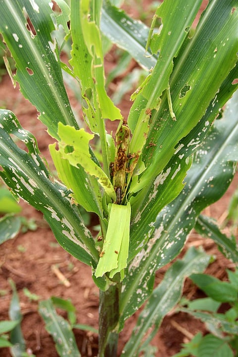 Credit: CIMMYT
