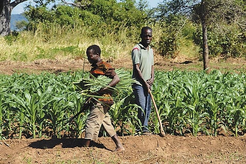 Conservation Agriculture is based on building and storage of soil organic matter by minimum mechanical soil disturbance and no tillage. Credit: Getty Images