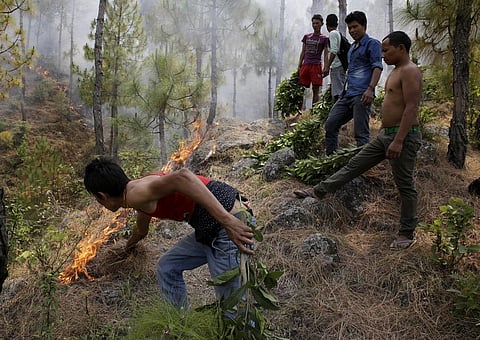 Pine trees create problems for the forest department as well as the native farmers. Credit: Vikas Choudhary