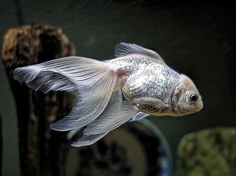 Fish scales have a typical structure and chemistry that makes them naturally capable of repelling oil. Credit: Randen Pederson/Flickr