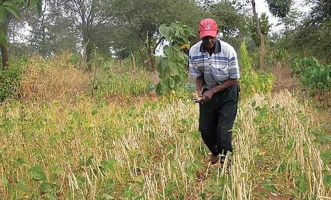 Innovative mechanisms to fight chronic water shortage have helped farmers in Kenya. Peter Ndabi of Makueni county in east Kenya says he uses a chisel-shaped plough that digs deeper and allows rainwater to reach lower layers of soil (Source: Leopold K)