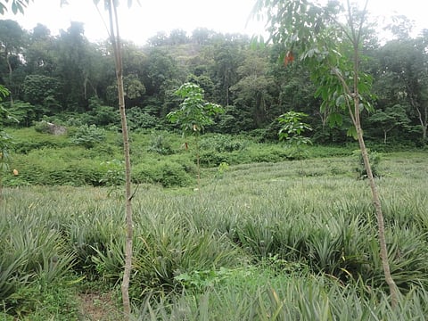 Thousands of hectares of land in rubber plantations run by state corporations are leased to contractors who grow palatable crops. This threatens wild animals in the area such as sambar and Indian bison. Credit: Author