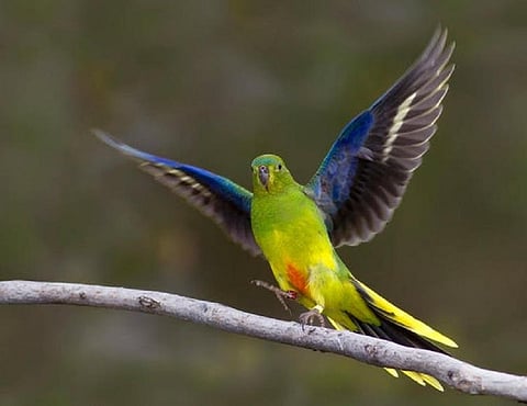 Crowdfunded campaigns to save the orange-bellied parrot are a rare ray of hope. Fatih Sam