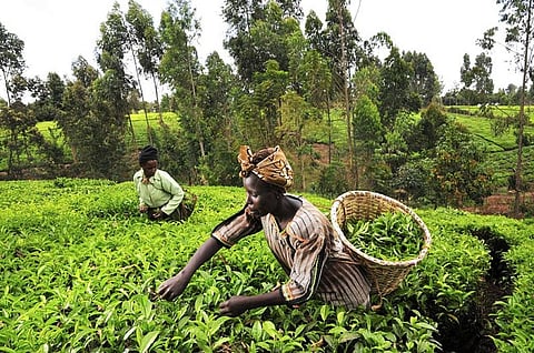 Many farmers are adopting new techniques to adapt and survive erratic weather patterns. Credit: Wikimedia Commons