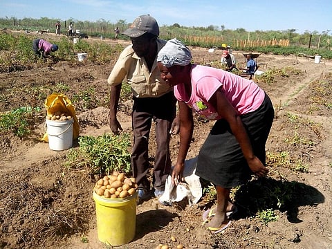 Over 80 per cent farmers in Zambia are predominantly reliant on rain-fed agriculture. Credit: CDKNetwork / Flickr