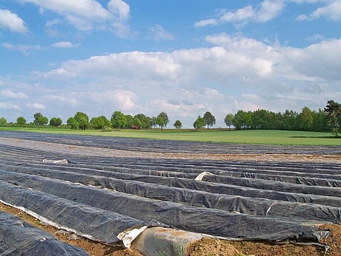 The issue with regard to plastic mulch is that it is not easy to recover and reuse them. Credit: Wikimedia Commons