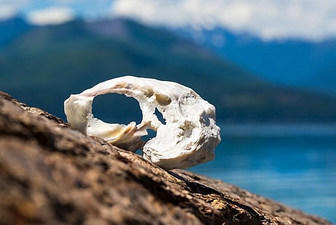 Clams and oyster shells grow at different rates depending on temperature and salinity of their environment. Credit: Sheila Sund/Flickr