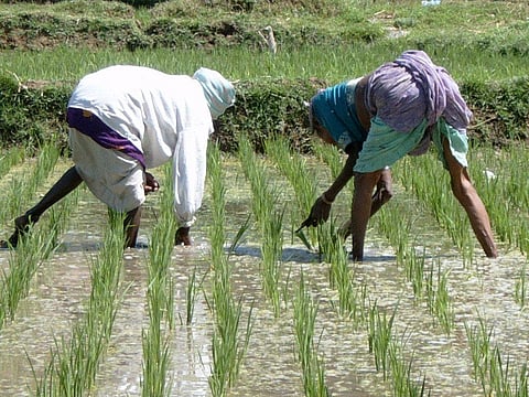 Climate change will make rice less nutritious, putting millions of the world's poor at risk