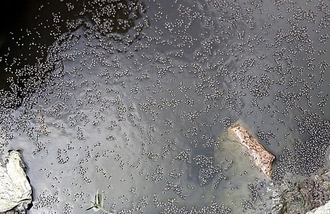 Early warning system to predict dengue possible by mining data