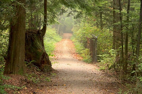 An EU commitment to 100% verified sustainable tropical timber can help meet climate change mitigation targets. Credit: waferboard/Flickr