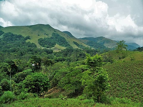Forests of the Western Ghats Credit: Wikimedia Commons