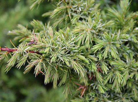 Juniper, a wild plant mentioned in the report Credit: Wikimedia Commons