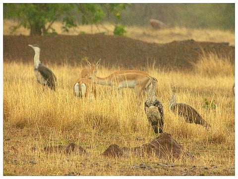 Great Indian Bustards in Solapur, Maharashtra Credit: Wikimedia Commons
