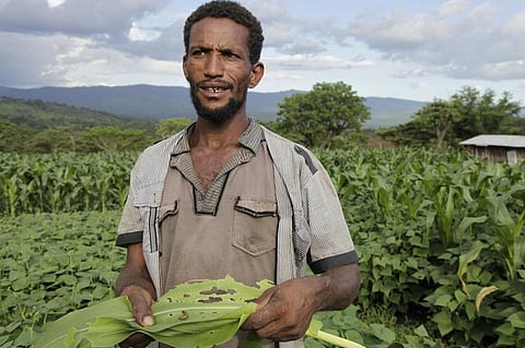 Fall Armyworm is a pest that can not be eradicated. Credit: FAO/Flickr