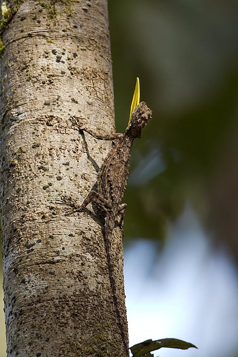 A Southern Flying Lizard in Dandeli, Karnataka         Credit: Wikimedia Commons