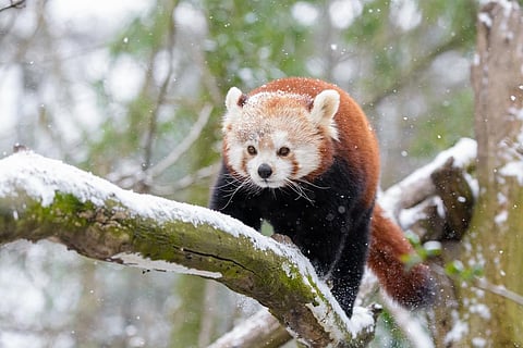 The Red Panda is one of the 21 species under the recovery programme. Credit: Mathias Appel/Flickr