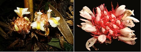 Amomumnimkeyense (left) and Amomumriwatchii (right) species of ginger. Photo :MamiyilSabu