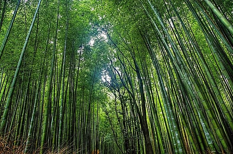 A bamboo forest Credit: Flickr