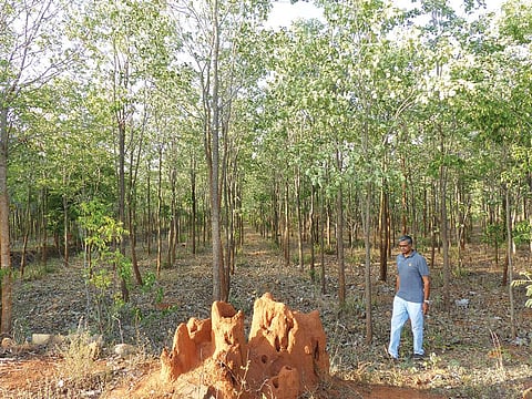 R P Ganeshan has been growing red sanders in 19 hectares in Krishnagiri district in Tamil Nadu (Photo: by special arrangement)