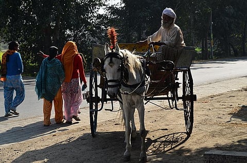 The court was listening to a petition about cruelty to horses pulling 'tongas'         Credit: Wikimedia Commons