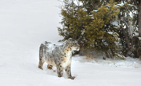 How J&K reduced snow leopard attacks on livestock
