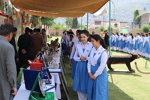 Students of Presentation Convent School Peshawar look at stuffed wild species displayed during their visit to the Wildlife Department of Khyber Pakhtukhwa as part of awareness raising field tour. Credit: Adeel Saeed