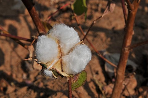 In 2017, as much as 15 per cent of area under cotton was planted with unapproved HTBT seeds. Credit: Meeta Ahlawat/CSE