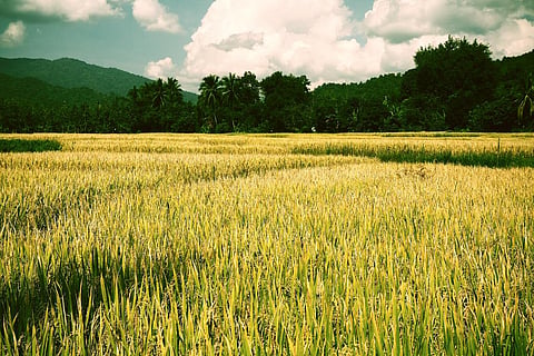 The activities of soil enzyme were higher in the soil treated with farmyard manure and NPK compared to others. Credit: Mazlov/Flickr