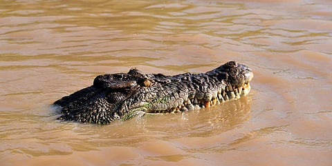A saltwater crocodile in Australia Credit: Flickr