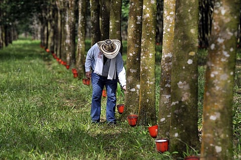 The work centered around Xanthomonas bacteria (sp. strain 35Y) – the only known Gram-negative bacteria - used in the process of breaking down natural rubber. Credit: CIAT/Flickr