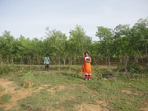 Credit: V Sundararaju