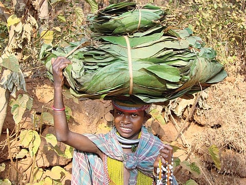 A survey conducted over the last two years found major violations of rights of forest dwelling and tribal communities in 17 plantations carried out under CAF act in 8 states. Credit: Vikas Choudhury