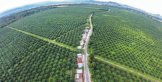 Palm oil consumption increased 230% in almost 2 decades, yet India imports most of it