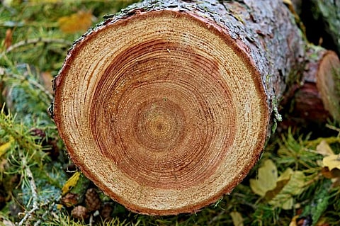 Tree-ring cellulose oxygen isotope are dependent on precipitation and humidity- both of which are linked to monsoonal changes in the region. Credit: Max Pixel
Tree rings and monsoon