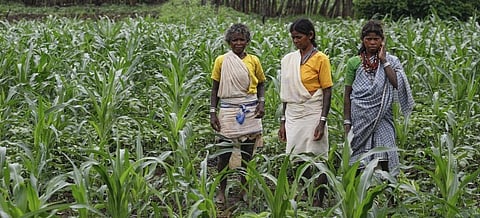 Baiga women of Pauri stand in a plot where ecological agriculture is being practised
Credit: Vikas Chaudhary