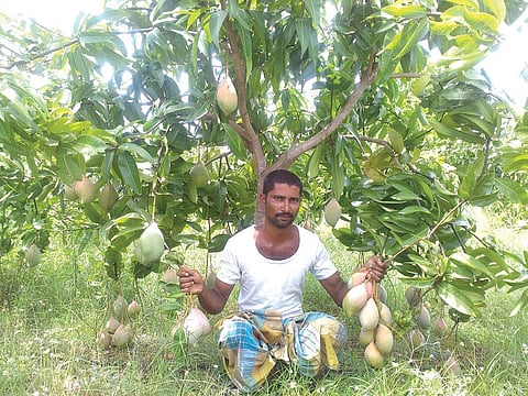 A farmer shows the totapuri mango variety in his orchard in Chittoor (Courtesy: Project Unnati / twitter)