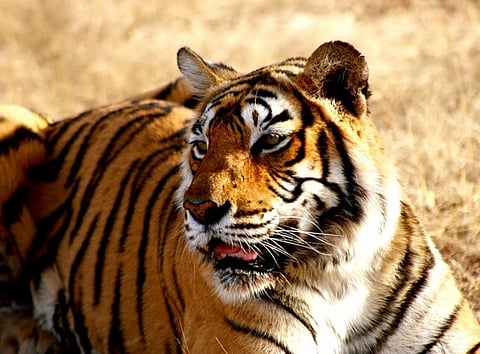 For the tiger population in Palamu Tiger Reserve, the core area has to be kept inviolate. Credit: Pixabay