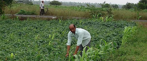 Small and mid-sized farmers located in hilly regions and tribal belts find it difficult to access the market. Credit: Jitendra Choubey