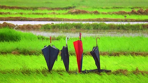 The IMD said August will get 96 per cent of the normal rainfall this monsoon. Credit: Wikipedia