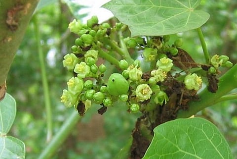 The Jatropha curcas plant      Credit: Wikimedia Commons
