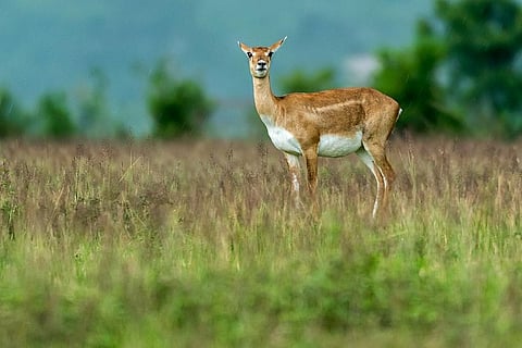 A female in Ganjam district Credit: Wikimedia Commons