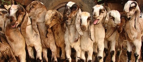 Traders got the short end of the stick as they have limited resources to feed these animals. Credit: Kumar Sambhav Shrivastava