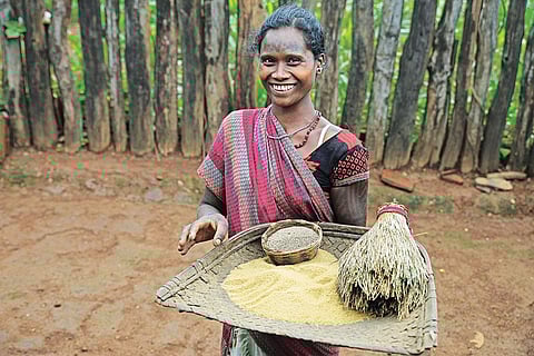 Laheri of Baiga tribe in Madhya Pradesh shows sikiya as a plant, and its whole and dehusked grains (Photographs by Vikas Choudhary)