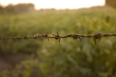 The CAF Rules lay down the dos and don’ts for utilisation of money for compensating for forest loss from the diversion of forest land for non-forest uses. Credit: Agnimirh Basu